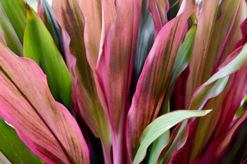 Tropical pink leaves texture nature background