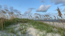 Sand Dunes With Sea Oats And Grass Blowing Gently Along The Coast On A Summer Day