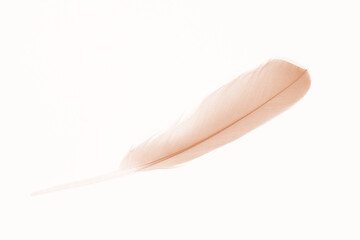 Beautiful brown chocolate feather isolated on white background