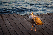 A Seagull Standing On The Pier