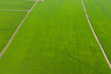 Fototapeta Młodzieżowe - aerial view from flying drone of Field rice with landscape green pattern nature background, top view field rice
