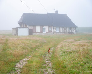 Poster - brown chicken and typical half-timbered old farm in french normandy