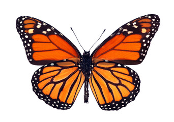 Aufkleber - colorful monarch butterfly isolated on white. the reverse side of the wings of a monarch butterfly. underside of wings