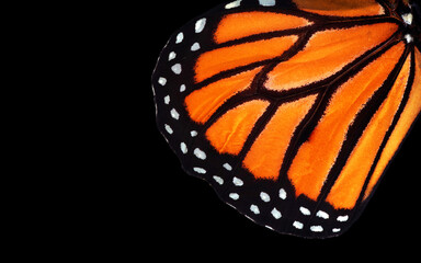 Fototapete - colorful monarch butterfly wing isolated on black. tropical butterfly wing texture background