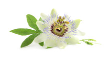 Beautiful Blossom Of Passiflora Plant (passion Fruit) With Green Leaves On White Background