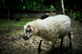 Fototapeta Lawenda - White Sheep