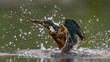 Female Common Kingfisher emerging from a dive with a green background