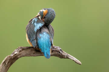 Wall Mural - male kingfisher preening his back feathers perched on a branch with a green background
