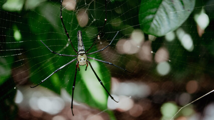 spider with striped pattern on its back resting on its nest made from its silk