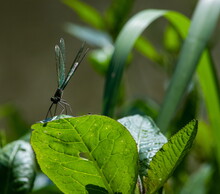 Dragonfly On The Grass Near The River In The Summer