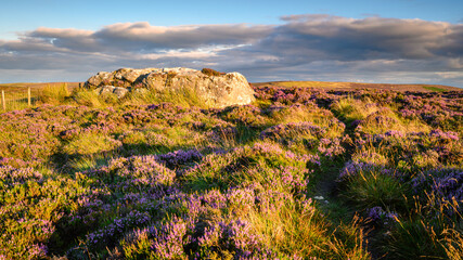 Poster - Padon Hill Crag and the Pennine Way.  Padon Hill is in the Cheviot range just west of Otterburn in Northumberland National Park with the Pennine Way passing over it