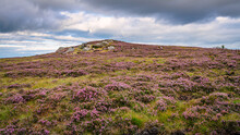 Crags And Heather On Padon Hill, Is In The Cheviot Range Just West Of Otterburn In Northumberland National Park With The Pennine Way Passing Over It