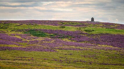 Sticker - Padon Hill Monument in purple heather.  Padon Hill is in the Cheviot range just west of Otterburn in Northumberland National Park with the Pennine Way passing over it