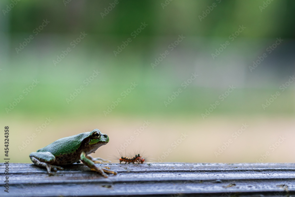 緑の中で座る日本の夏の緑色の小さいカエルおよび毛虫 Wall Mural Sotopiko
