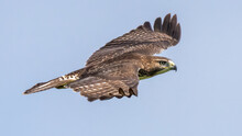Coopers Hawk In Flight