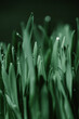 green grass with drop