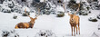 Two male red deer (Cervus elaphus) in the winter mountain forest after snowfall, banner, panorama, selective focus