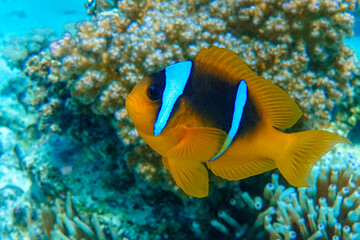  Red Sea anemonefish - Red Sea clownfish  (Amphiprion bicinctus)