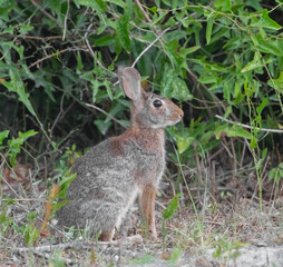 Side profile view of wild Florida eastern cottontail rabbit - Sylvilagus floridanus - in central Florida