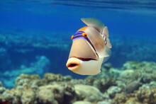 Picasso Triggerfish (Rhinecanthus Aculeatus) , Coral Fish On The Coral Reef.