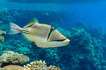  Picasso triggerfish (Rhinecanthus aculeatus) , coral fish on the coral reef.