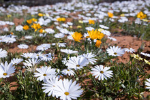 Closeup Of White Wild-growing Daisies Of The Namaqua Desert In Spring
