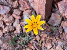 One Single Yellow Gazania Lichtensteinii Flower Growing From Rocky Surface