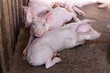 Many piglets are sleeping and resting after they finish feeding.