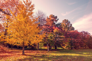 Wall Mural - Fall foliage in France. Autumnal colors landscape
