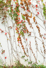 Wall Mural - Ivy twig with small green leaves isolated on white wall