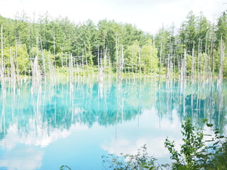  北海道の美瑛の観光地「青い池」