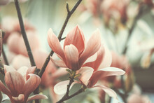 Pink Magnolia Flowers In Spring Garden. Retro Flower Card, Natural Background