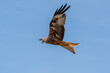 Welsh Red Kite
