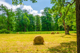 Fototapeta Na ścianę - Hay in rolls on a lawn in the forest.