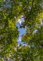 Wall Mural - Trees Looking Up