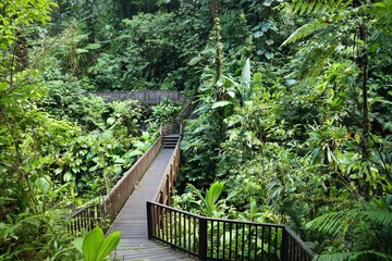 Wall Mural - Hiking trail in Guadeloupe rainforest