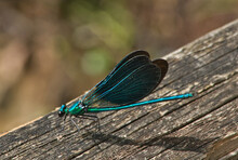 Blue Dragonfly On A Wooden Bridge