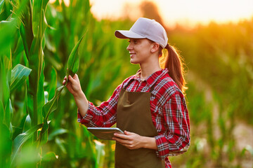 Smart woman farmer agronomist using digital tablet for examining and inspecting quality control of produce corn crop. Modern technologies in agriculture management and agribusiness