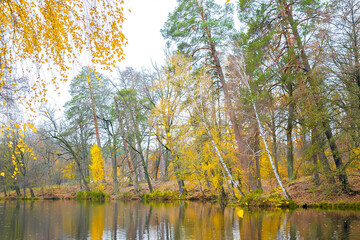  Scenic bright landscape golden multicolored autumn, fall tree alley with yellow leaves along pond. sky reflection mirrored in river lake surface. Beautiful october november nature outdoor background