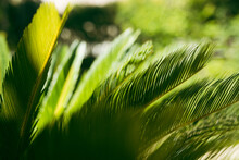 Evergreen Palm Branches In The Subtropics