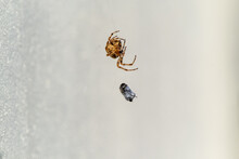 Cross Orb Weaver Spider Eating Prey In Ireland - View From The Underside