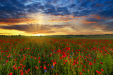 Fototapeta Kwiaty - Beautiful summer day over poppy field