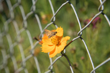 Silver Spotted Skipper Sitting On A Golden Yellow Flower Through A Chained Link Fence.