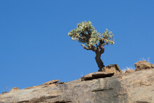 Mountain Zebra National Park, South Africa: Cussonia Paniculata Or Mountain Cabbage Tree Or Kiepersol Growing On A Bare Rock
