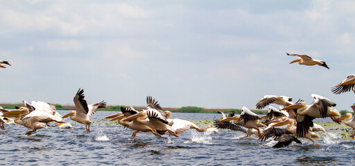 Canvas Print - Pelicans on the Danube Delta in Romania