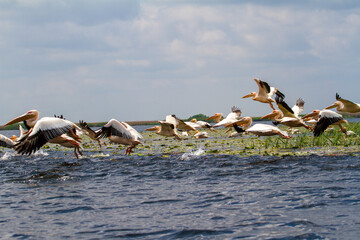 Wall Mural - Pelicans on the Danube Delta in Romania