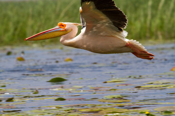 Wall Mural - Pelicans on the Danube Delta in Romania