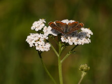 Sooty Copper (Lycaena Tityrus) - Brown Butterfly On Common Yarrow Flowers (Achillea Millefolium), Kozin, Poland