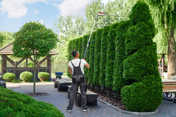 Professional male gardener in uniform cutting hedge with electric trimmer. Caucasian man in uniform and gloves shaping green thujas at garden.