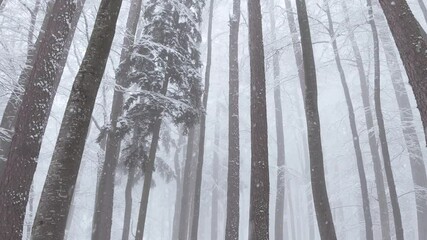 Poster - Snow falling in winter season foggy and snowy beech tree mountain forest. Artistic camera movement.